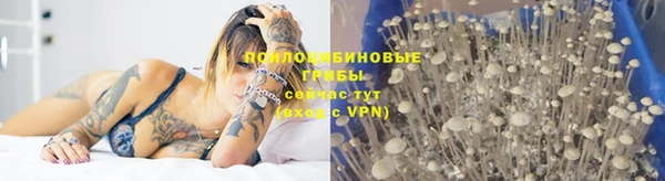 шишки Алзамай